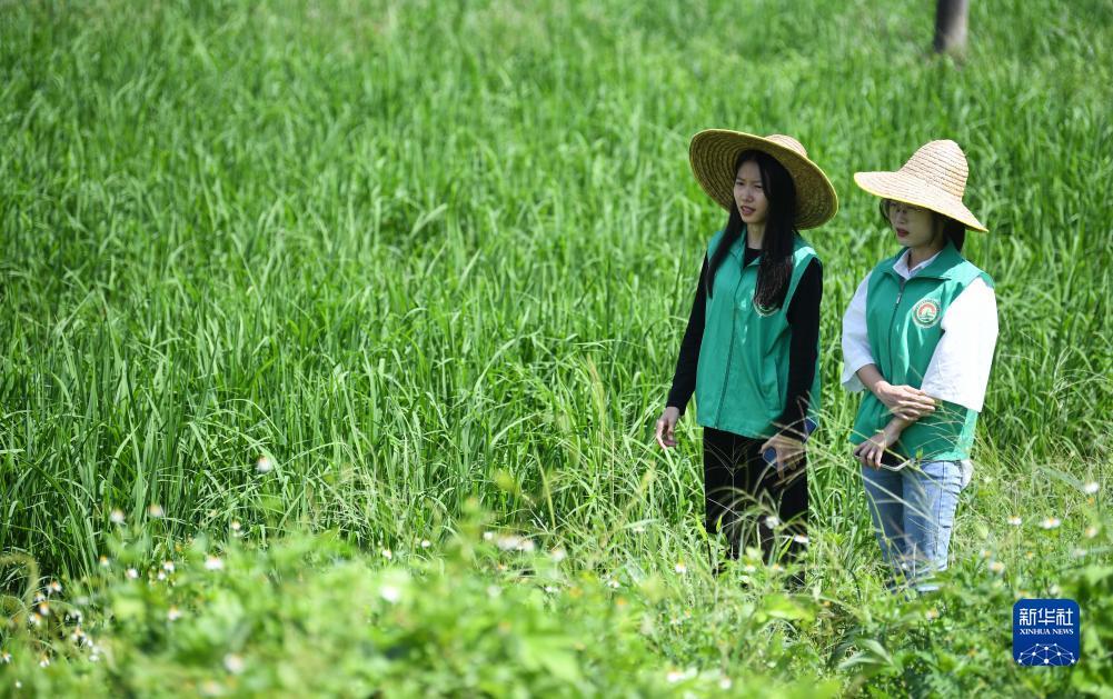 免费白菜网